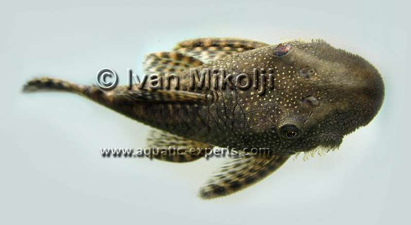 Lasiancistrus tentaculatus